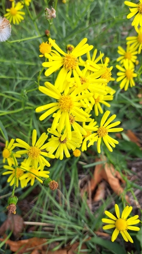 Narrow-leaved Ragwort