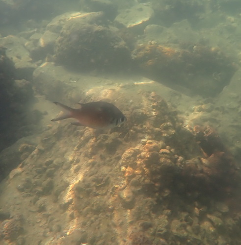 Chromis weberi observed 2026-09-30
