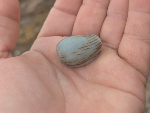 Amoria zebra, 2026-10-18