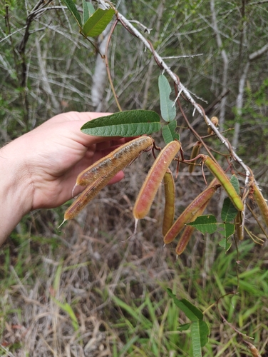 Kennedia rubicunda, 2026-10-17