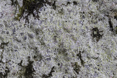 Porpidia soredizodes