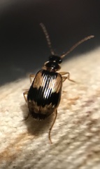 Lebia fuscata