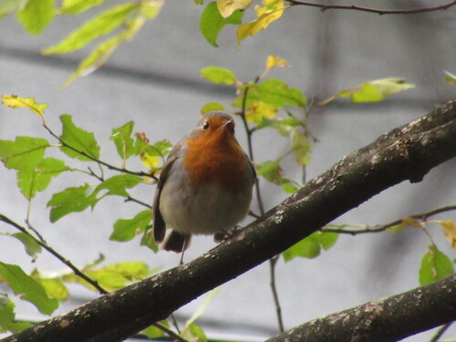 European Robin