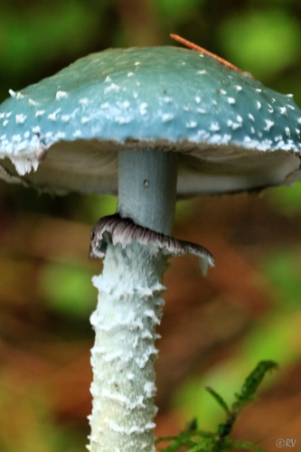 Verdigris Agaric