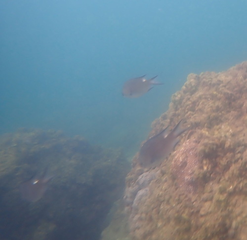 Chromis notata observed 2026-09-30