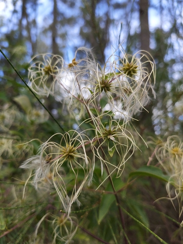 Clematis glycinoides observed 2026-10-17