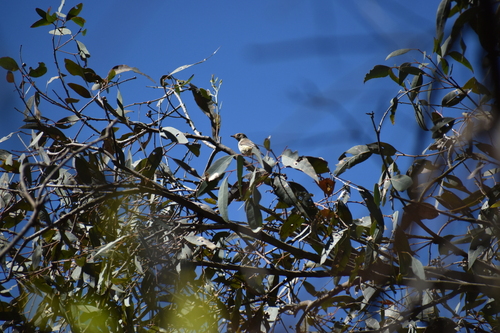 Acanthiza reguloides observed 2026-10-18