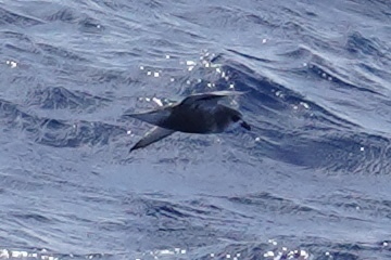 iNaturalist image