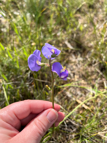Swainsona procumbens observed 2026-10-18