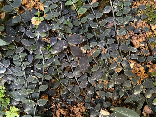 Psychotria serpens observed 2026-10-18