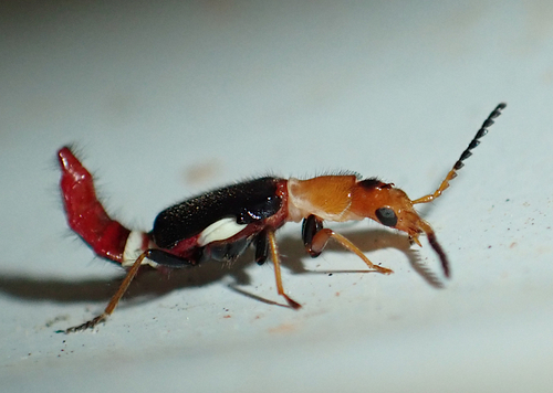 Carphurus observed 2026-10-18