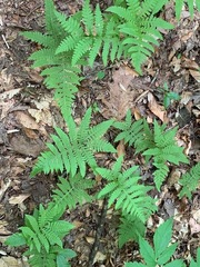Phegopteris