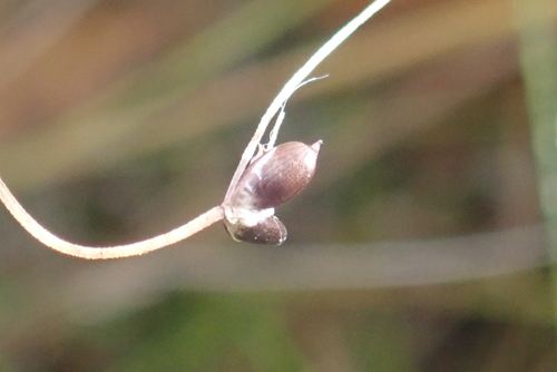Carex disperma, 2026-10-09