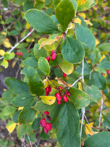 European barberry