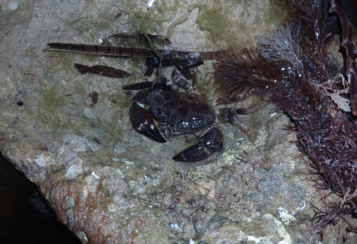 Ozius truncatus observed 2026-10-18