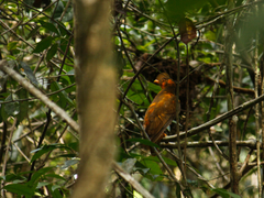 Rupicola rupicola