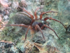Coelotinae