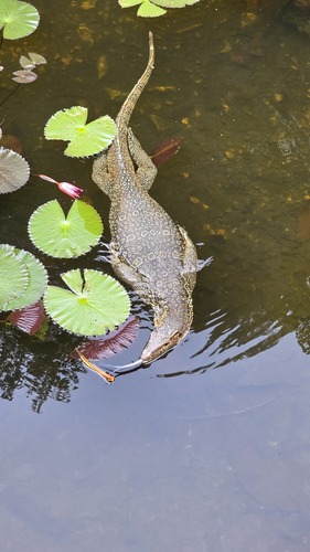 Common Water Monitor