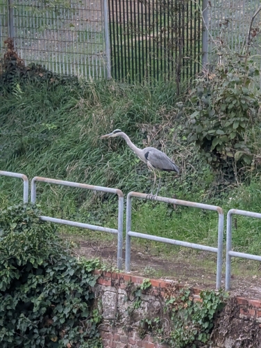 Grey Heron