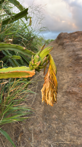 Cereus, 2026-10-17