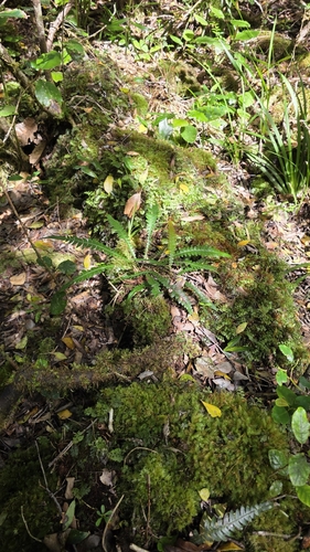 Lomaridium attenuatum observed 2026-10-16