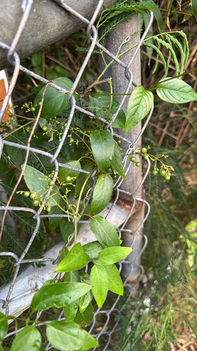 Paederia foetida observed 2026-10-16