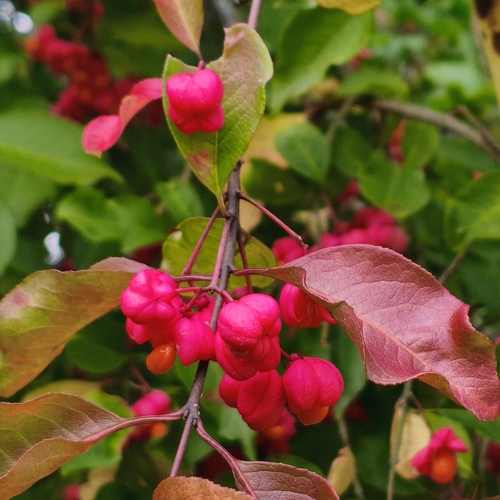 Spindle