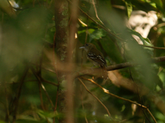 Thamnophilus punctatus