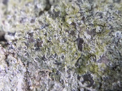 Porpidia soredizodes