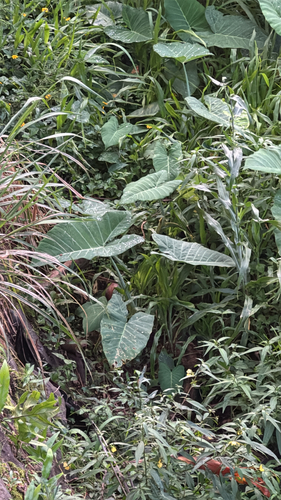 Xanthosoma robustum, 2026-10-16