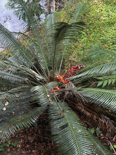 Lepidozamia peroffskyana, 2026-10-17