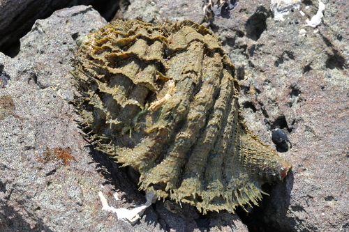 Monoplex parthenopeus observed 2026-10-12