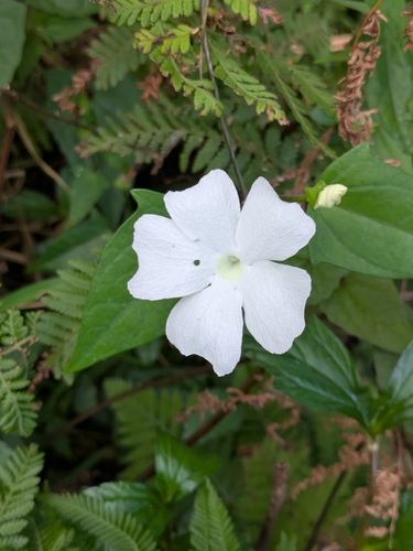 Thunbergia fragrans observed 2026-10-18