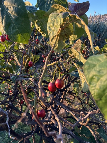 Solanum betaceum observed 2026-10-18