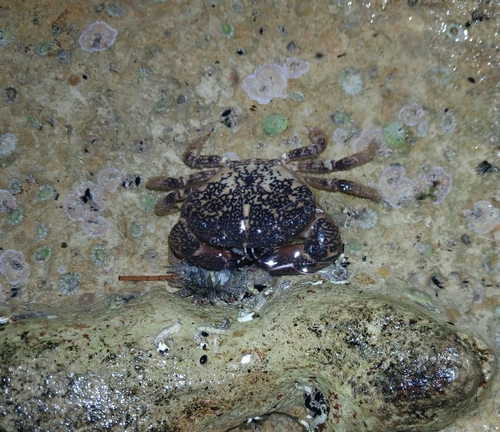 Ozius truncatus observed 2026-10-17