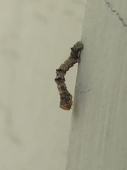 Campaea perlata