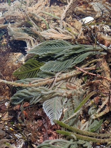 Caulerpa flexilis observed 2026-10-18