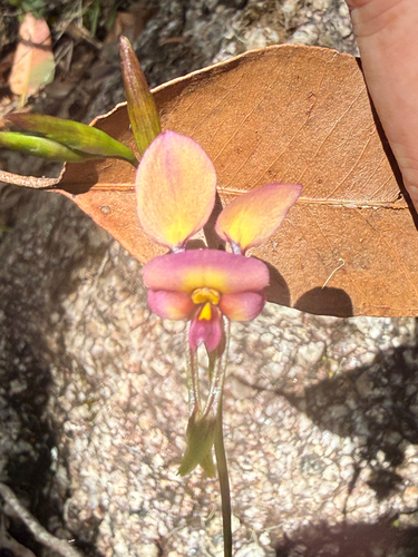 Diuris longifolia, 2026-10-18
