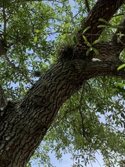 Tillandsia recurvata image