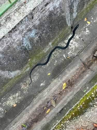 Naja sumatrana observed 2026-10-18