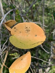 Tinospora tenera