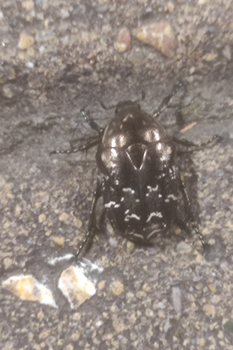 Protaetia cuprea hieroglyphica
