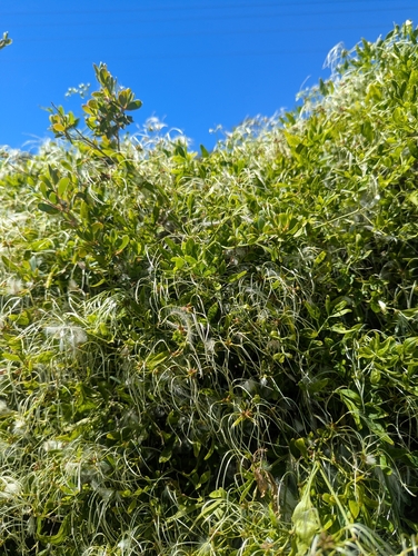 Clematis microphylla observed 2026-10-18