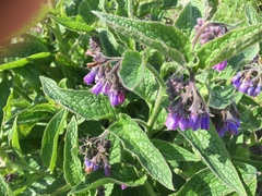 Symphytum officinale