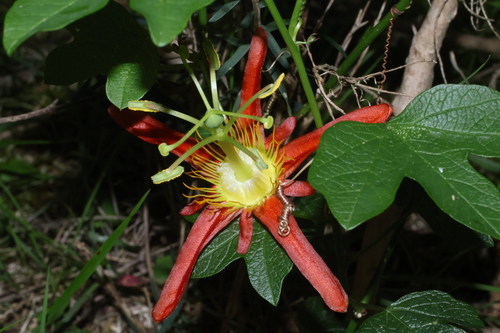 Passiflora cinnabarina observed 2026-10-16
