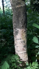 Betula pendula