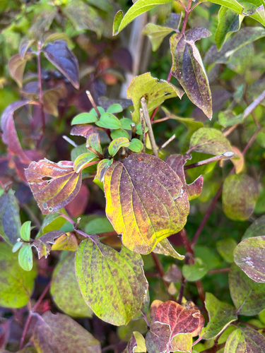 common dogwood