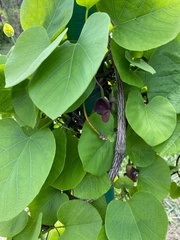 Aristolochia macrophylla
