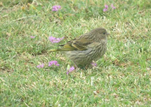 iNaturalist image