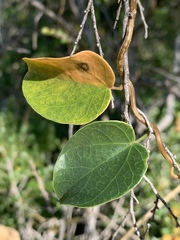 Tinospora tenera